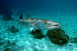 Motu off Moorea, French Polynesia. Barracuda after lunch ... by Christopher Ward 